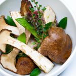 Mysteries of Mushrooms: Nature’s Hidden Fungi Experts